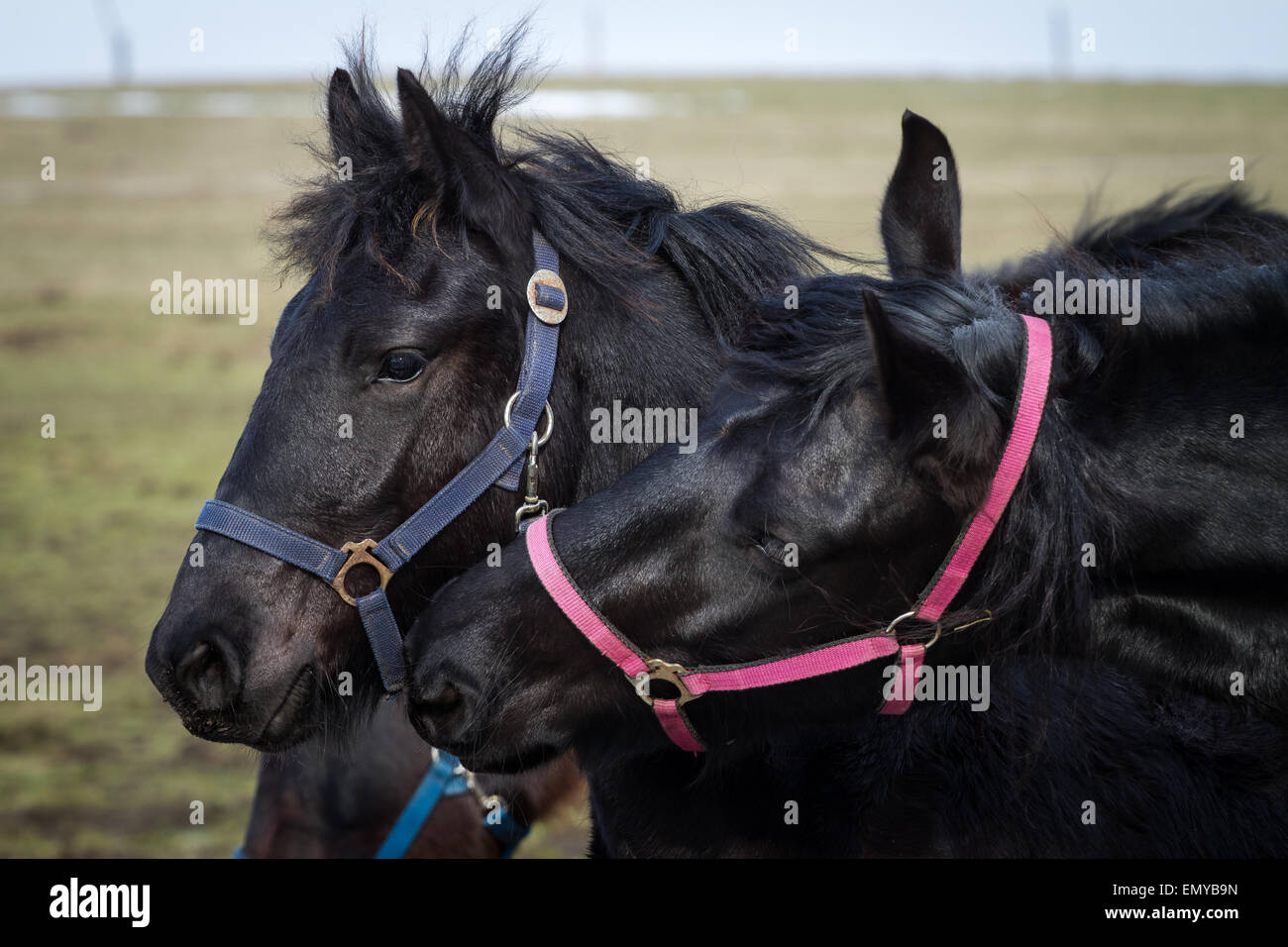 Poulain de beauté - cheval frison étalon Banque D'Images