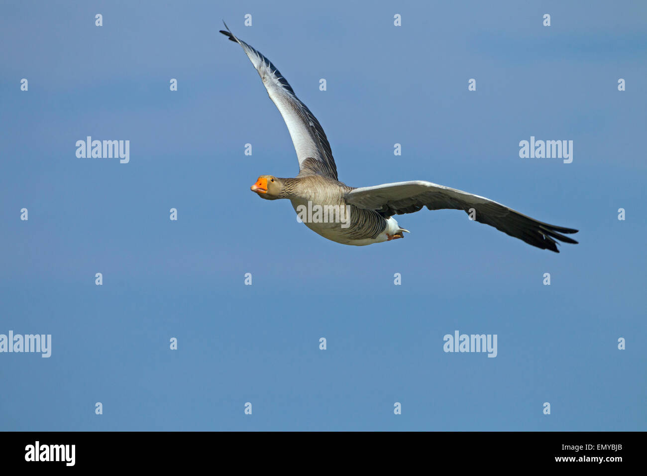 Oies cendrées Anser anser seul oiseau en vol Banque D'Images