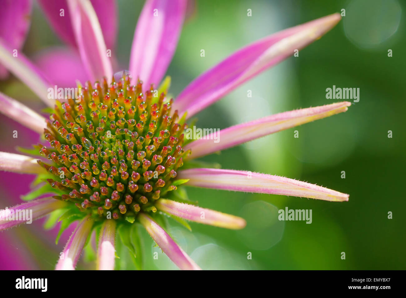 Échinacée rose fleurs dans le jardin d'été. Banque D'Images