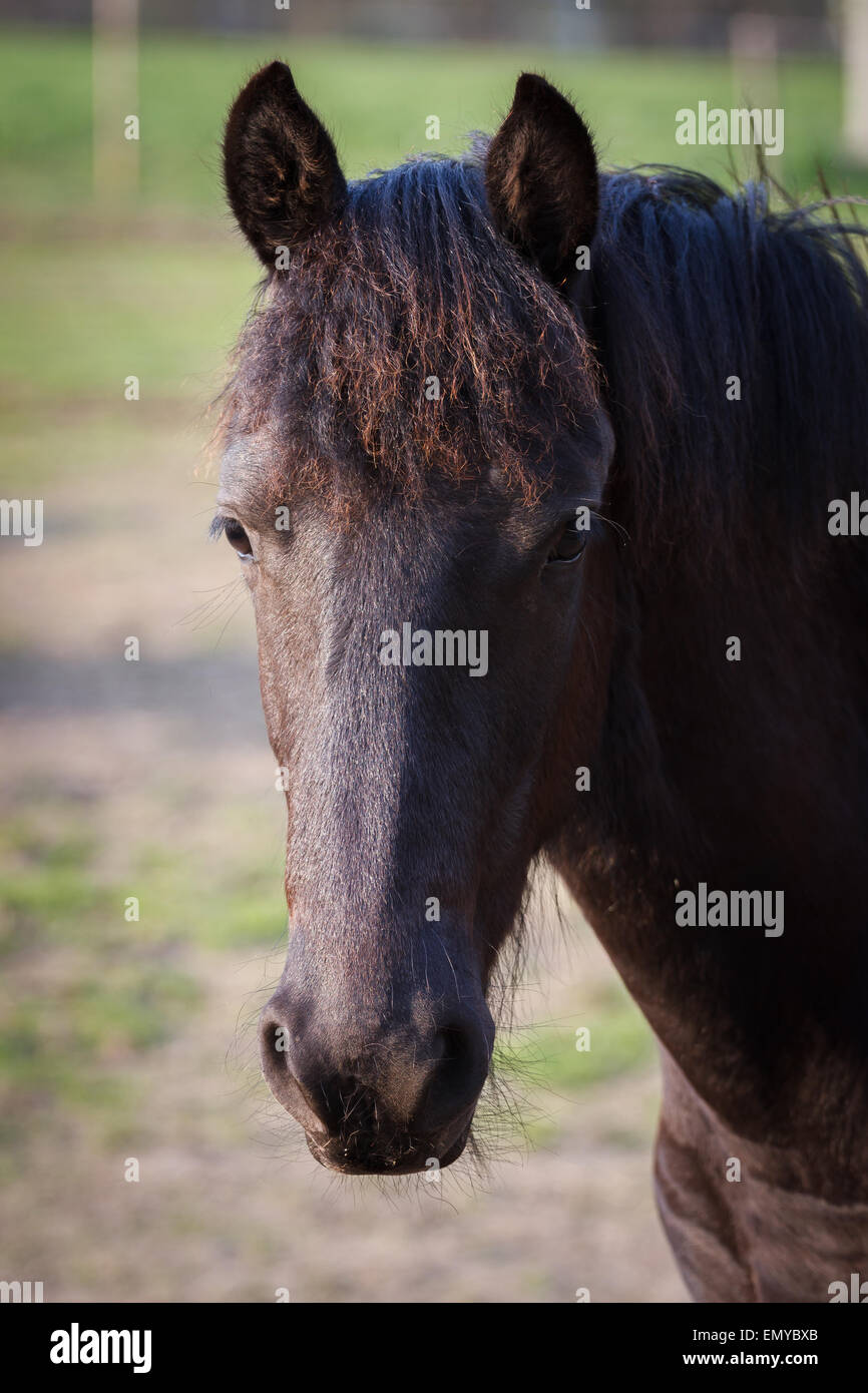 Poulain de beauté - cheval frison étalon Banque D'Images