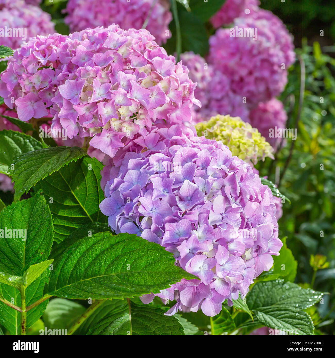 L'hortensia dans le jardin des plantes. Banque D'Images