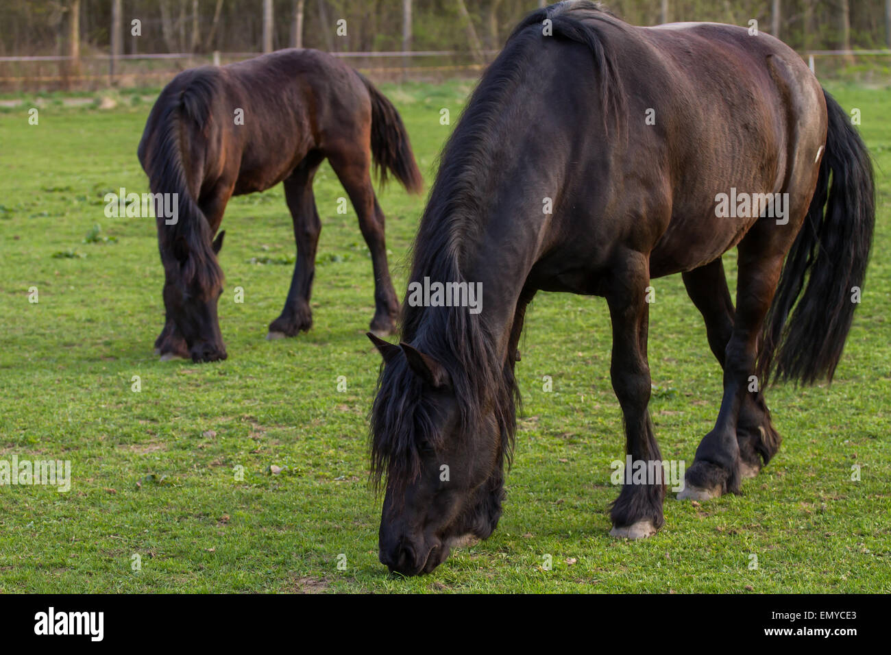Cheval frison jument avec poulain Banque D'Images