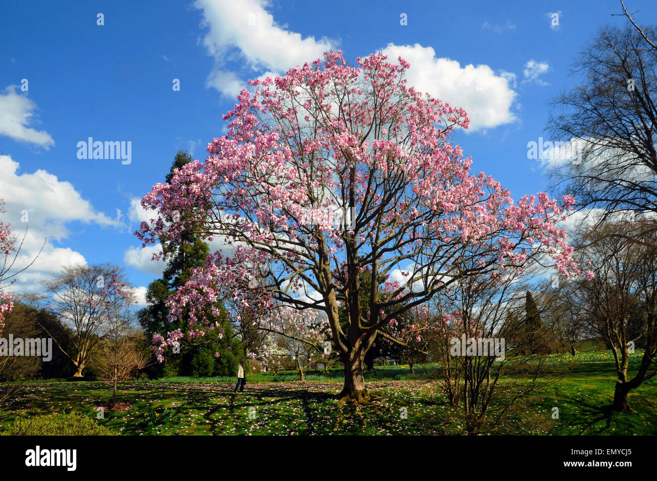 Wakehurst Place, Ardingley, East Sussex Banque D'Images