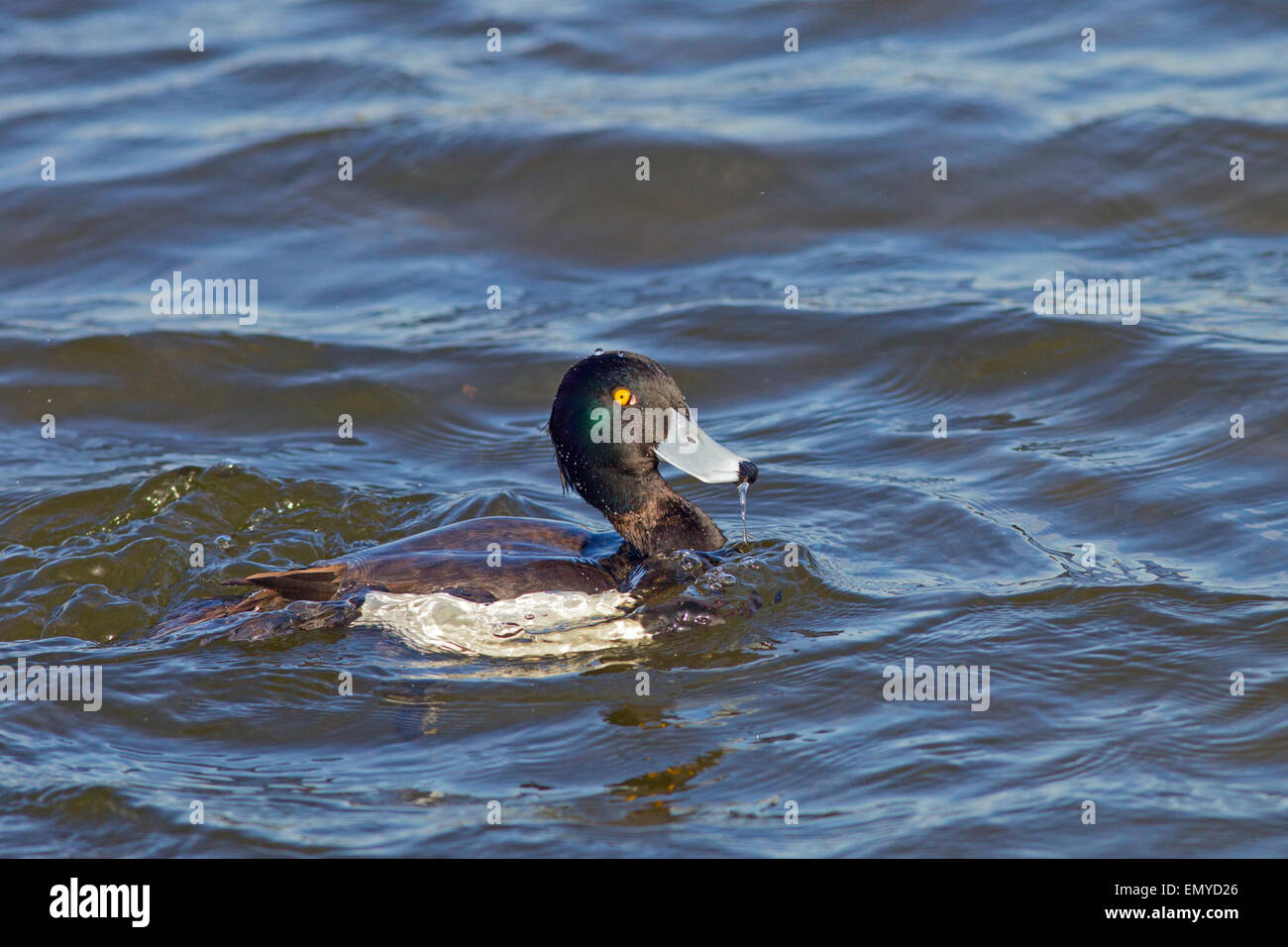 Fuligule morillon Aythya fuligula homme à venir après la plongée Banque D'Images