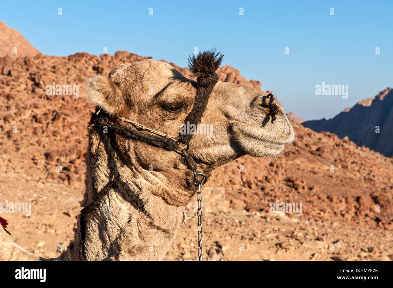 Chameau dans le désert du Sinaï, Égypte Banque D'Images