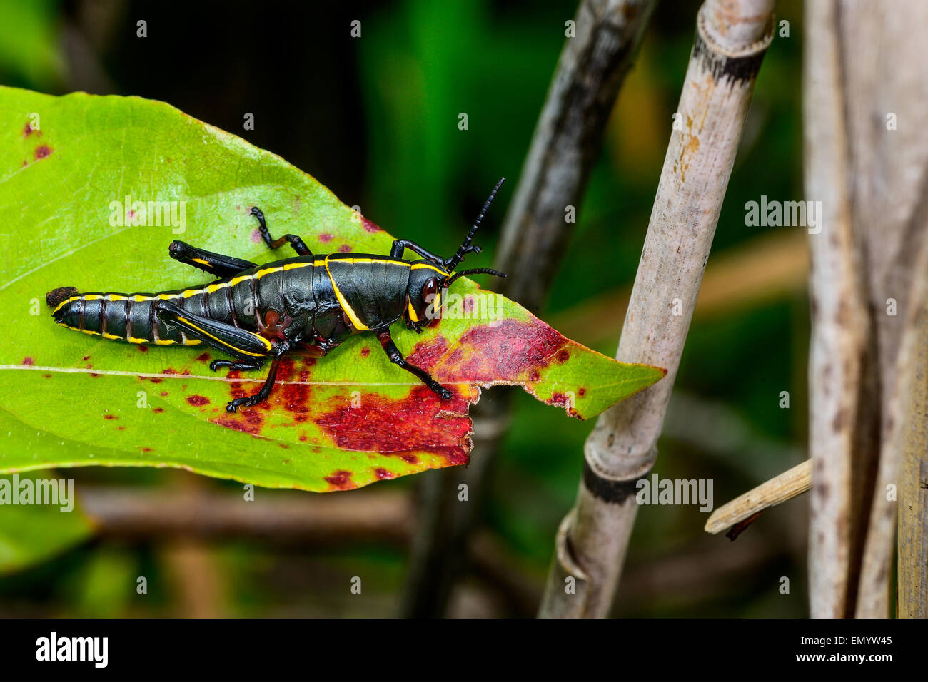 Eastern lubber grasshopper, Everglades, Floride Banque D'Images