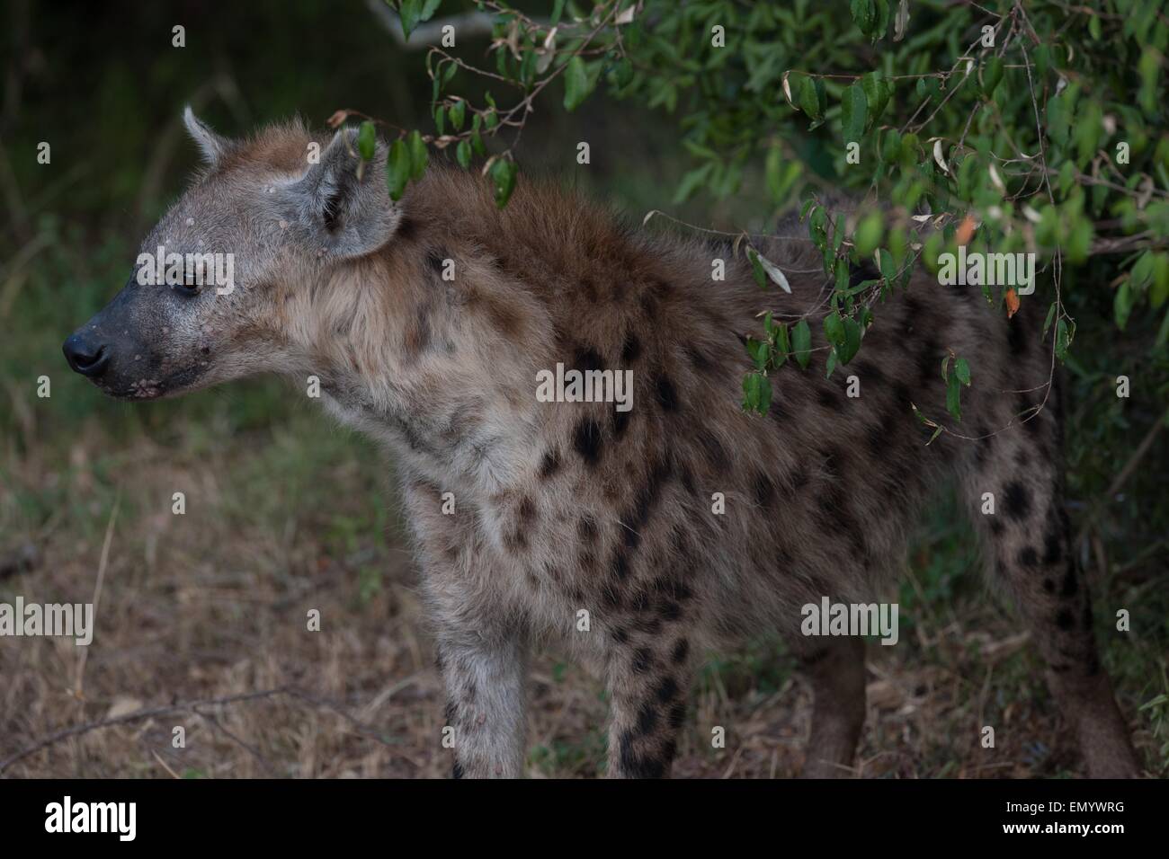 Les Hyènes dans le Masai Mara Banque D'Images