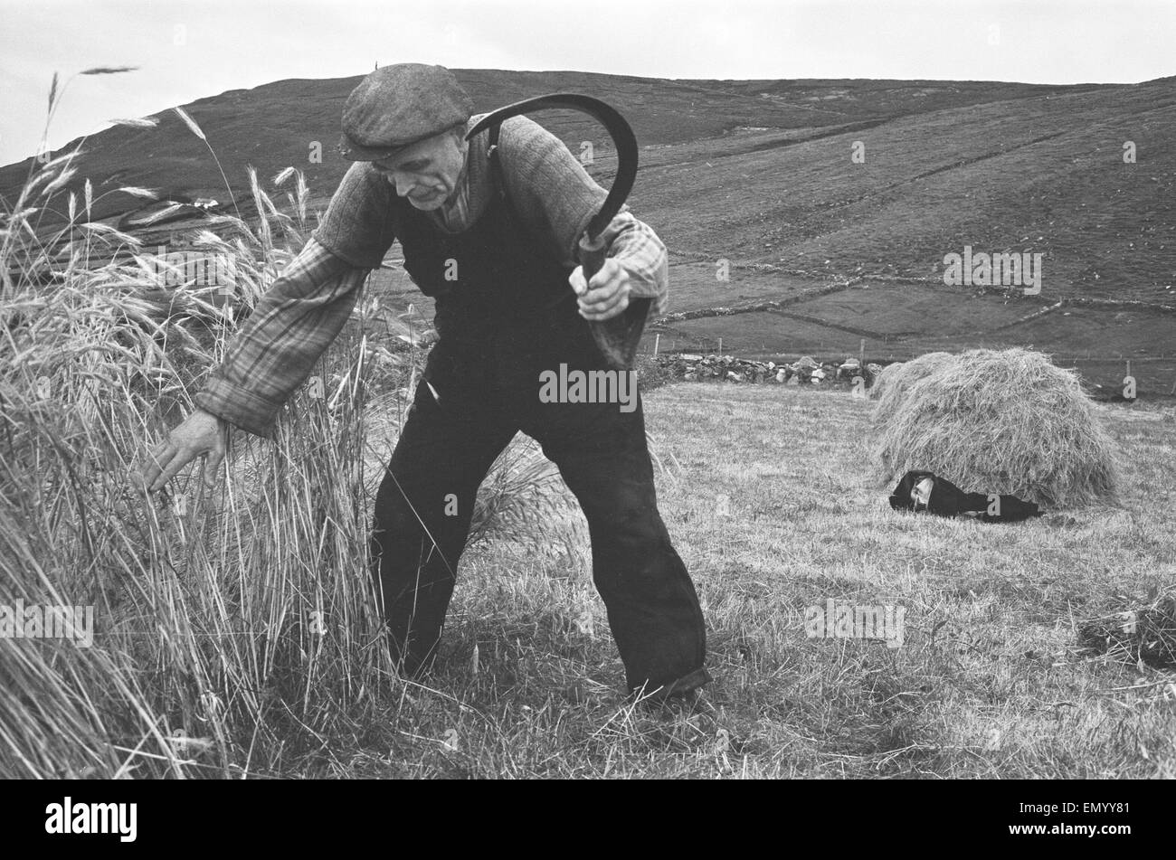 Rassemblement d'agriculteurs dans le havest dans les champs et les collines dans et autour de la comté de Donegal village de Greeneville Irlande du Nord 7 Septembre 1963 Banque D'Images