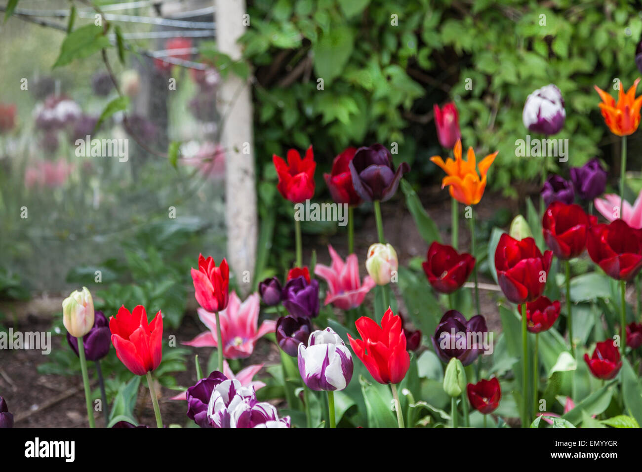 La plantation de différents aléatoires multi colored tulipes dans un jardin Banque D'Images