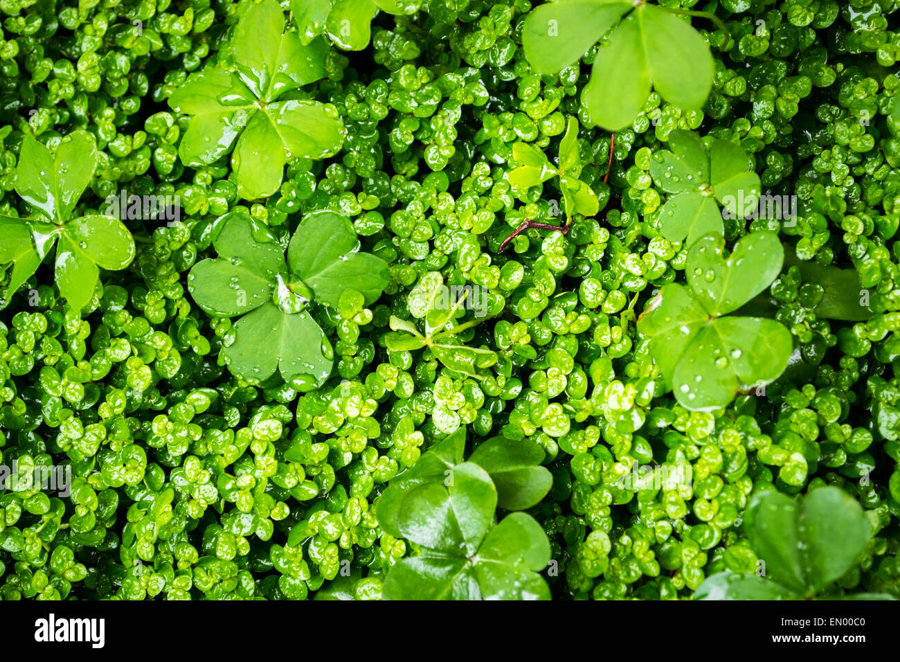 Image Gros plan de croissance de la végétation luxuriante Banque D'Images