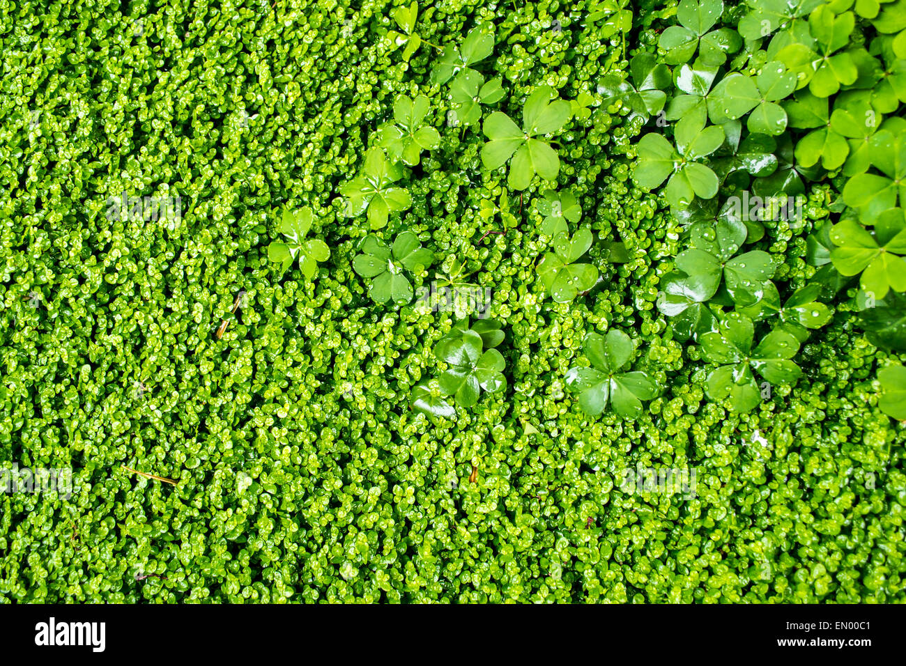 La végétation verte fraîche couvre la scène avec les gouttelettes d'eau Banque D'Images