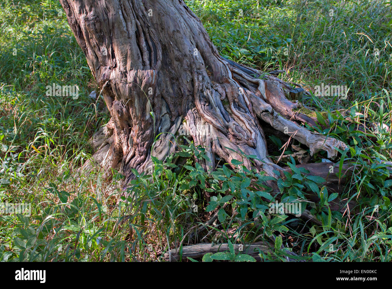 Les petites racines de l'arbre d'If Banque D'Images