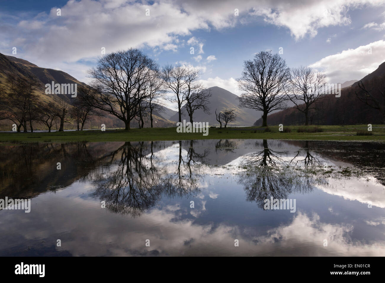 Reflets de l'arbre, Buttermere, Lake District, Angleterre Banque D'Images