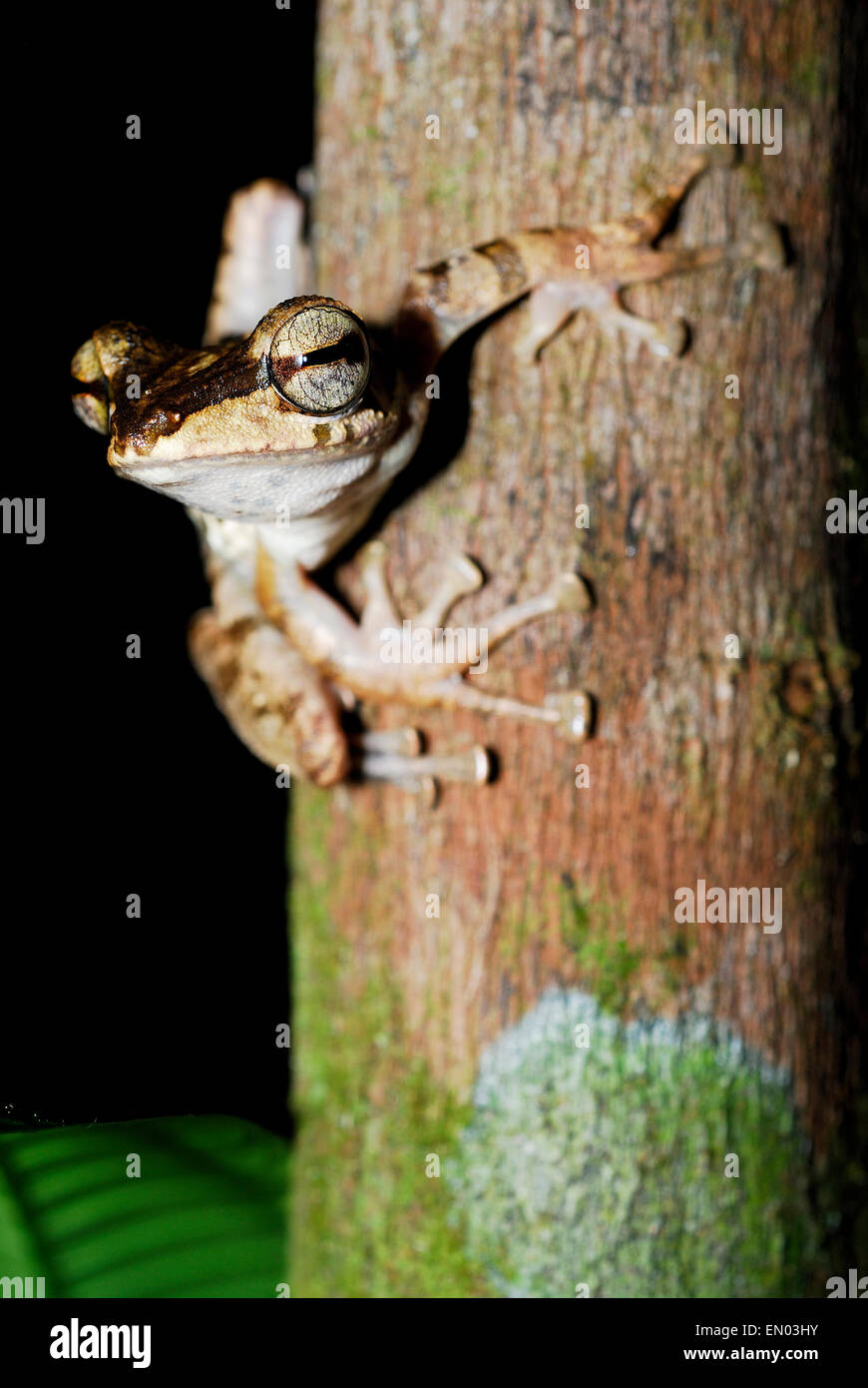 Black-eared Tree Frog (Polypedates macrotis) sur une branche de Kubah, Sarawak, Malaisie, Bornéo Banque D'Images