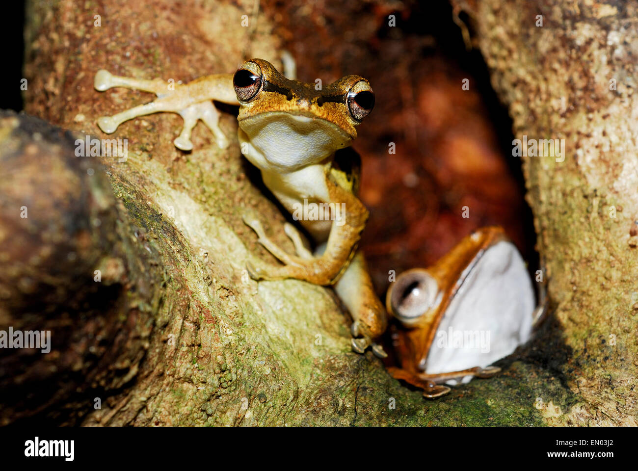 Black-eared Tree Frog (Polypedates macrotis) et File-hibou grenouille d'arbre (Polypedates otilophus) dans la région de Kubah national park, Sarawak, Ma Banque D'Images