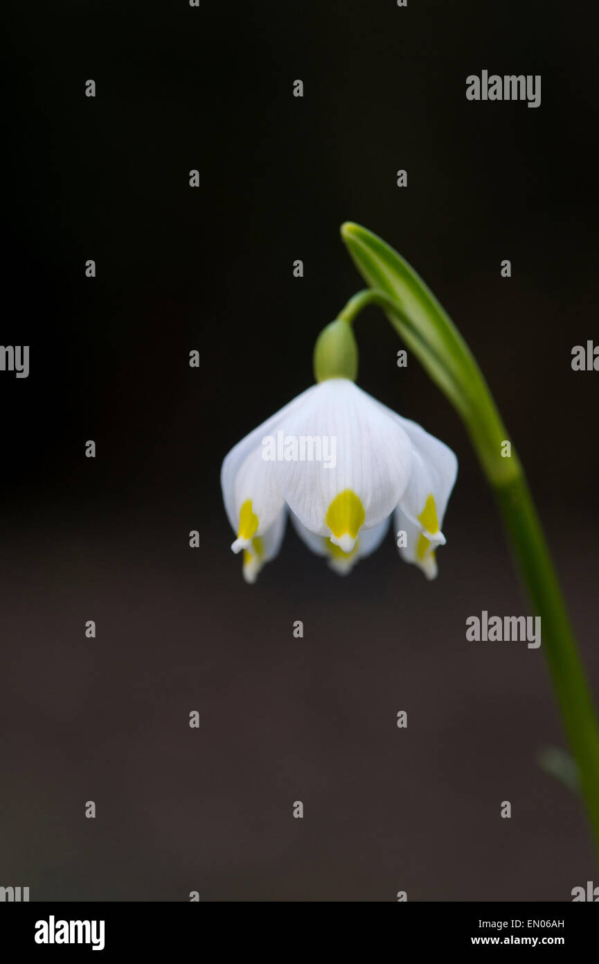 Leucojum vernum, printemps fleur flocon sur un fond sombre Banque D'Images