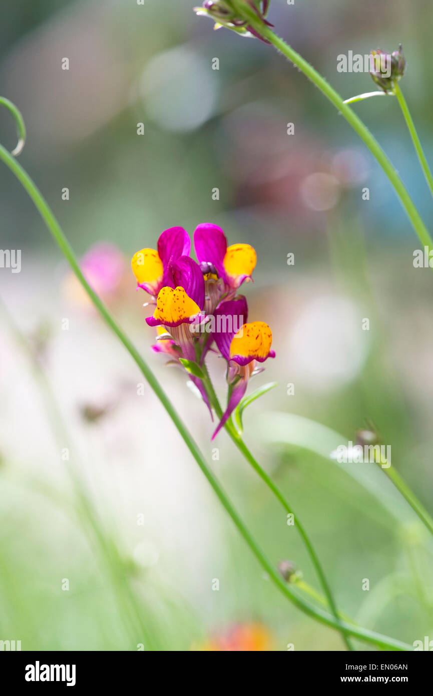 Linaria reticulata flamenco Banque de photographies et d’images à haute ...