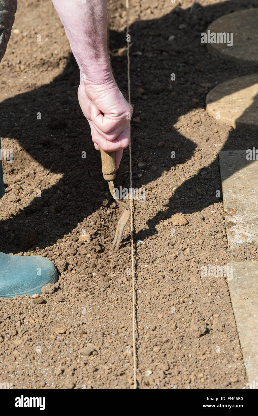 Ce jardinier une petite tranchée pour semer les graines de légumes dans un potager Banque D'Images