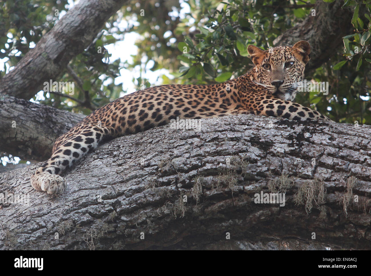 Parc national de Yala, au Sri Lanka : Leopard allongé sur une branche d'arbre Banque D'Images