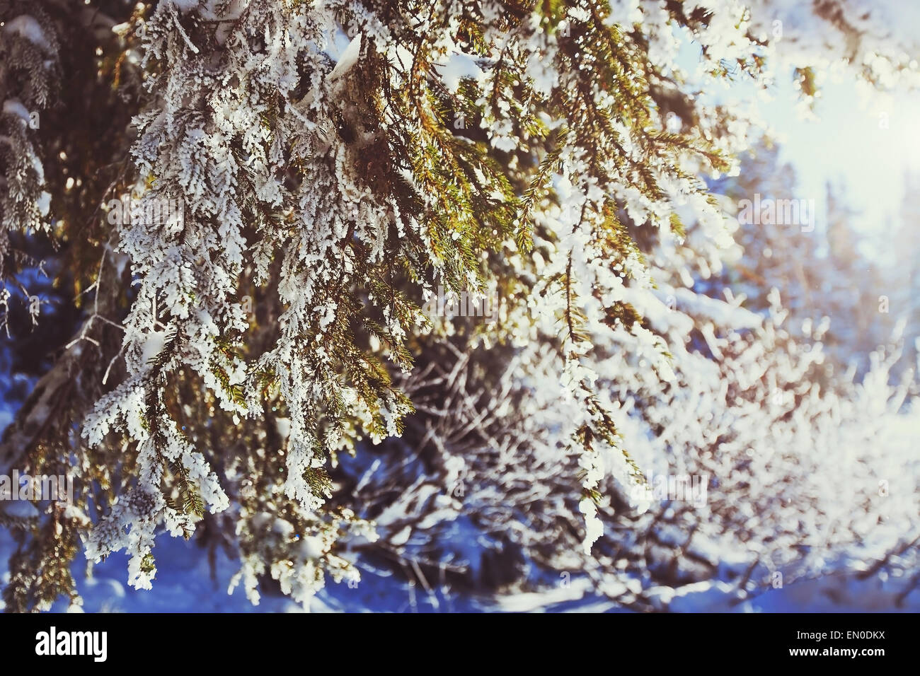 Forêt d'hiver, fond filtre vintage Banque D'Images