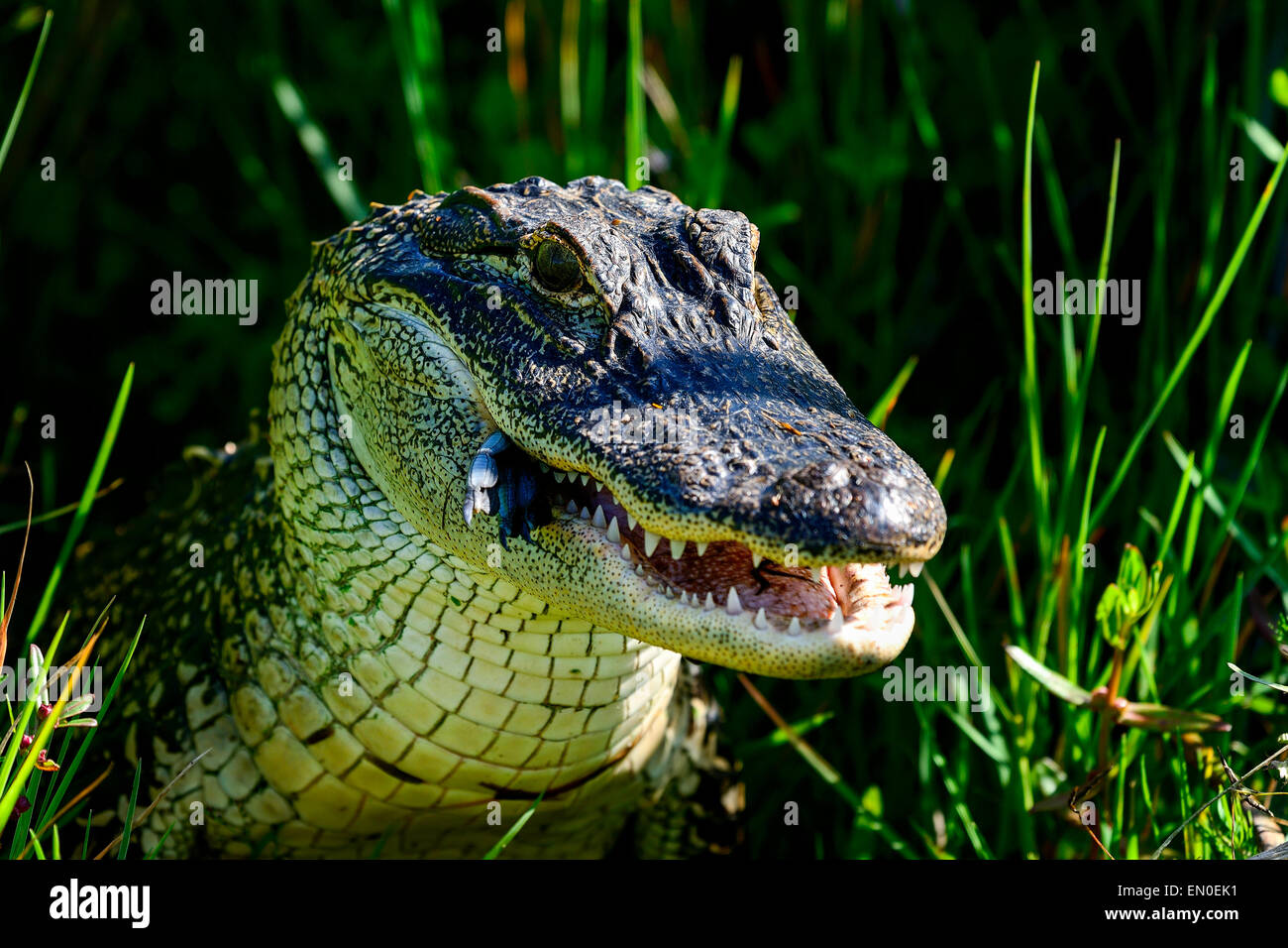 Alligator, viera wetlands Banque D'Images