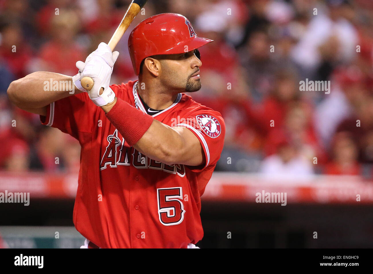 24 avril 2015 : Los Angeles Angels premier but Albert Pujols # 5 Chauves-souris pour les halos dans le jeu entre les Texas Rangers et Los Angeles Angels of Anaheim, Angel Stadium d'Anaheim, CA Banque D'Images