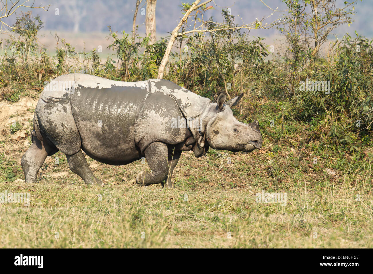 Disparition d'un rhinocéros unicornes ou Rhinoceros unicornis au parc national de Kaziranga, Assam, Inde Banque D'Images