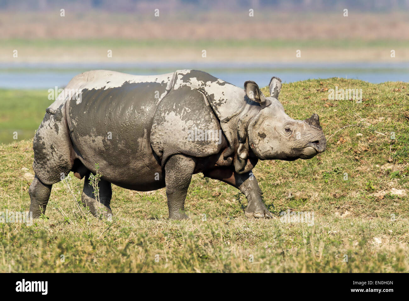 Disparition d'un rhinocéros unicornes ou Rhinoceros unicornis au parc national de Kaziranga, Assam, Inde Banque D'Images