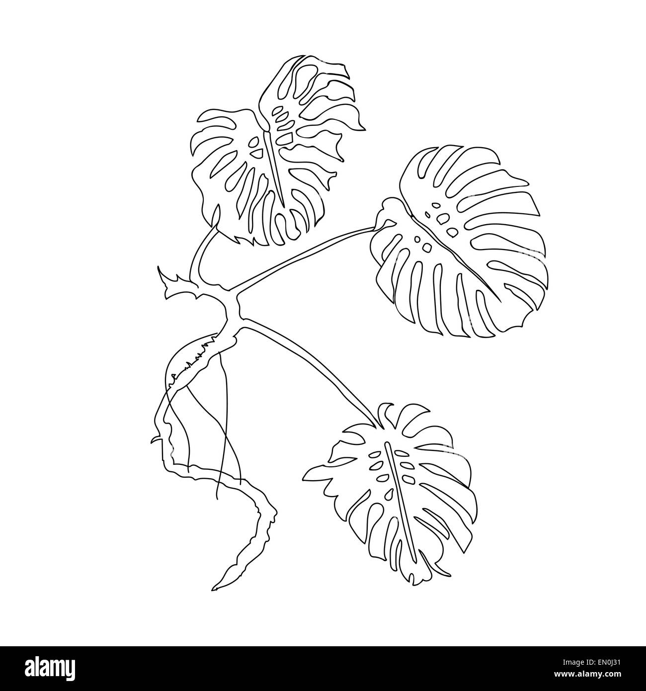 Feuilles de Monstera. Vector Illustration. contour noir. Les feuilles des plantes. Thème de la nature. Banque D'Images