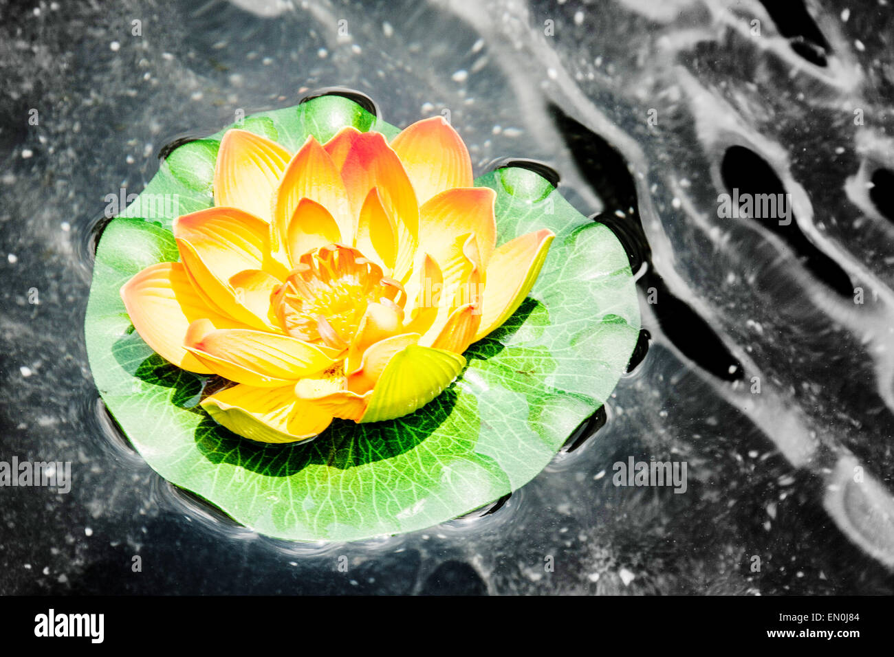 Lotus artificiel coloré dans la lumière du jour sur l'eau sombre Banque D'Images