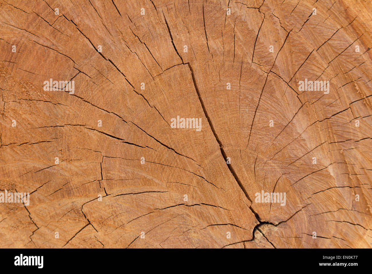 La texture du bois, l'anneau est l'âge de 1 ans il Banque D'Images