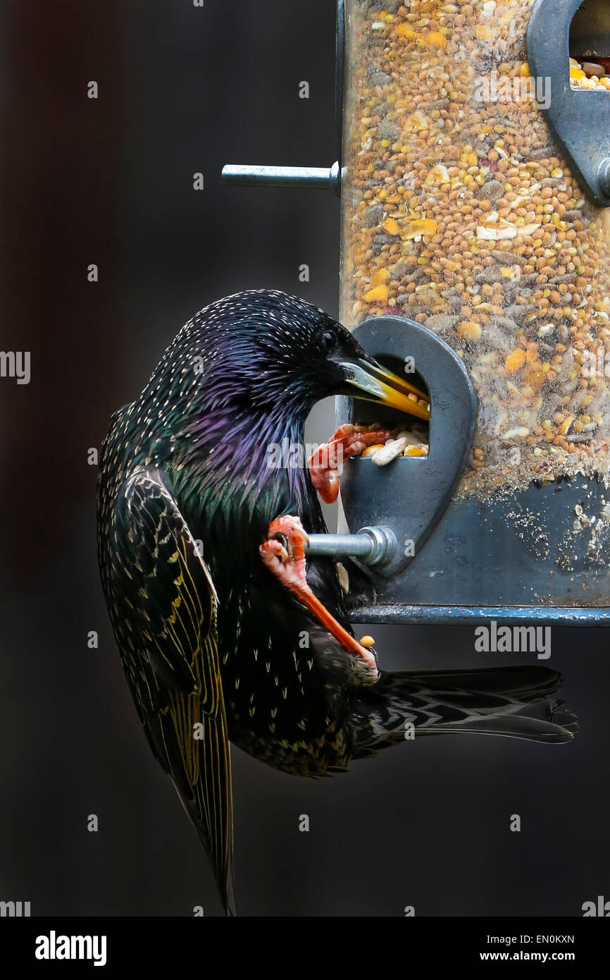 Starling sur un jardin, d'Écosse, Royaume-Uni Banque D'Images