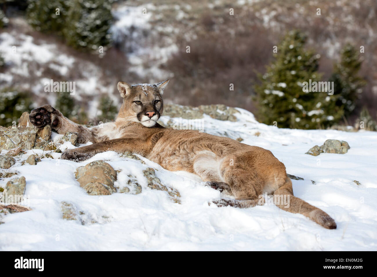 Mountain Lion (Felis concolor) sur un flanc de montagne s'étendant dans la neige en hiver Banque D'Images