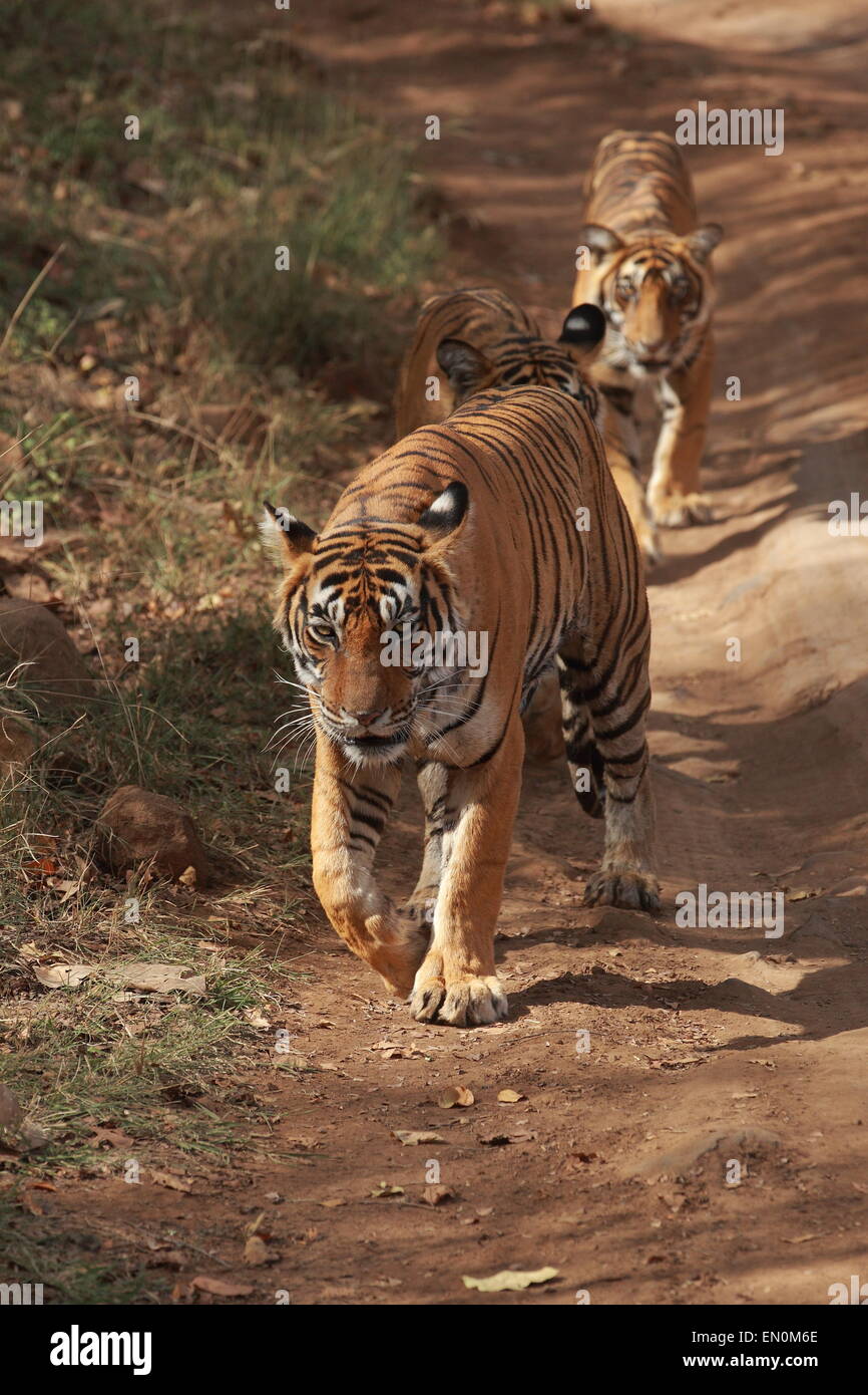 Tigresse avec oursons sur piste en forêt de Ranthambhore National Park Banque D'Images