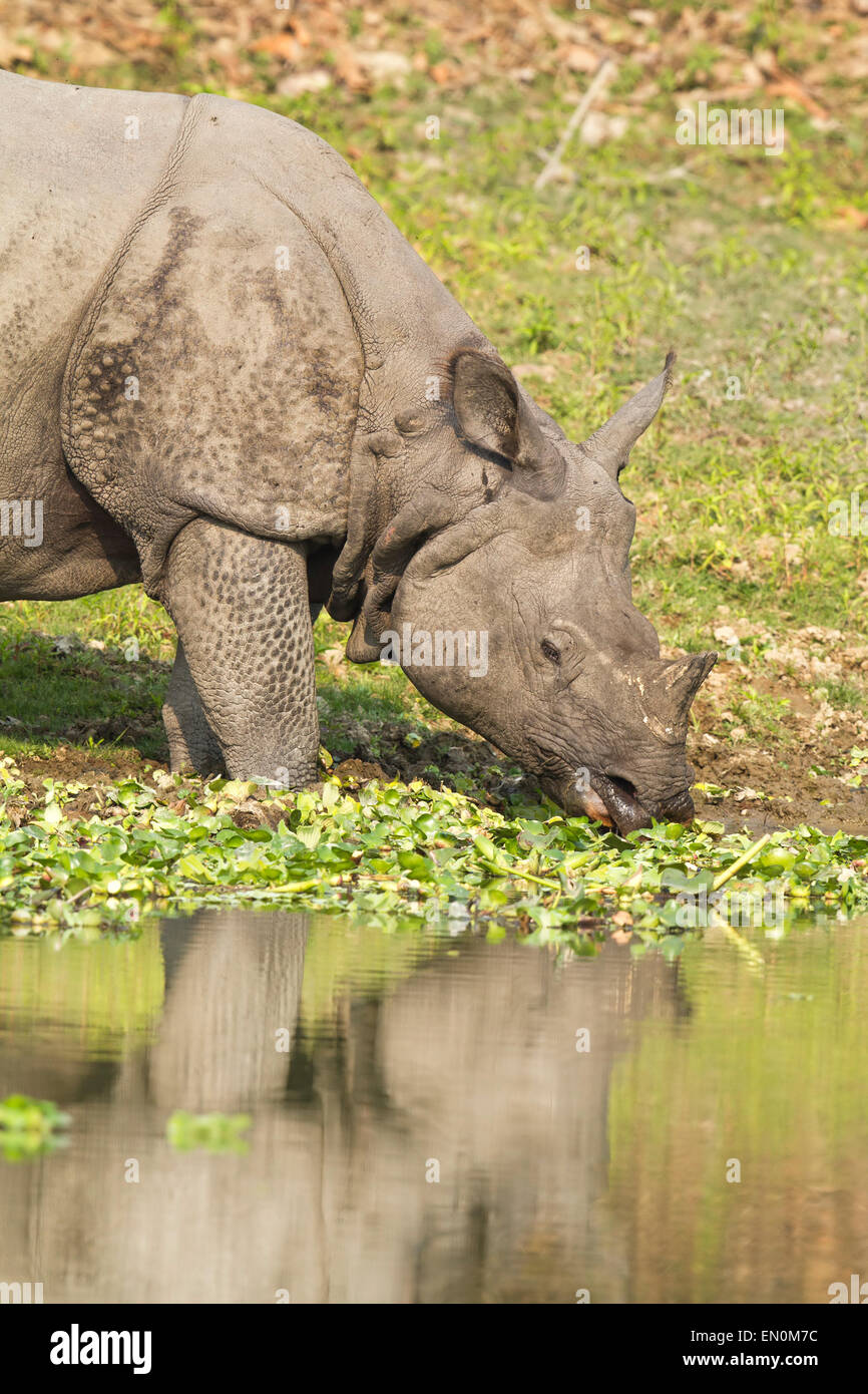Disparition d'un rhinocéros unicornes ou Rhinoceros unicornis au parc national de Kaziranga, Assam. Banque D'Images