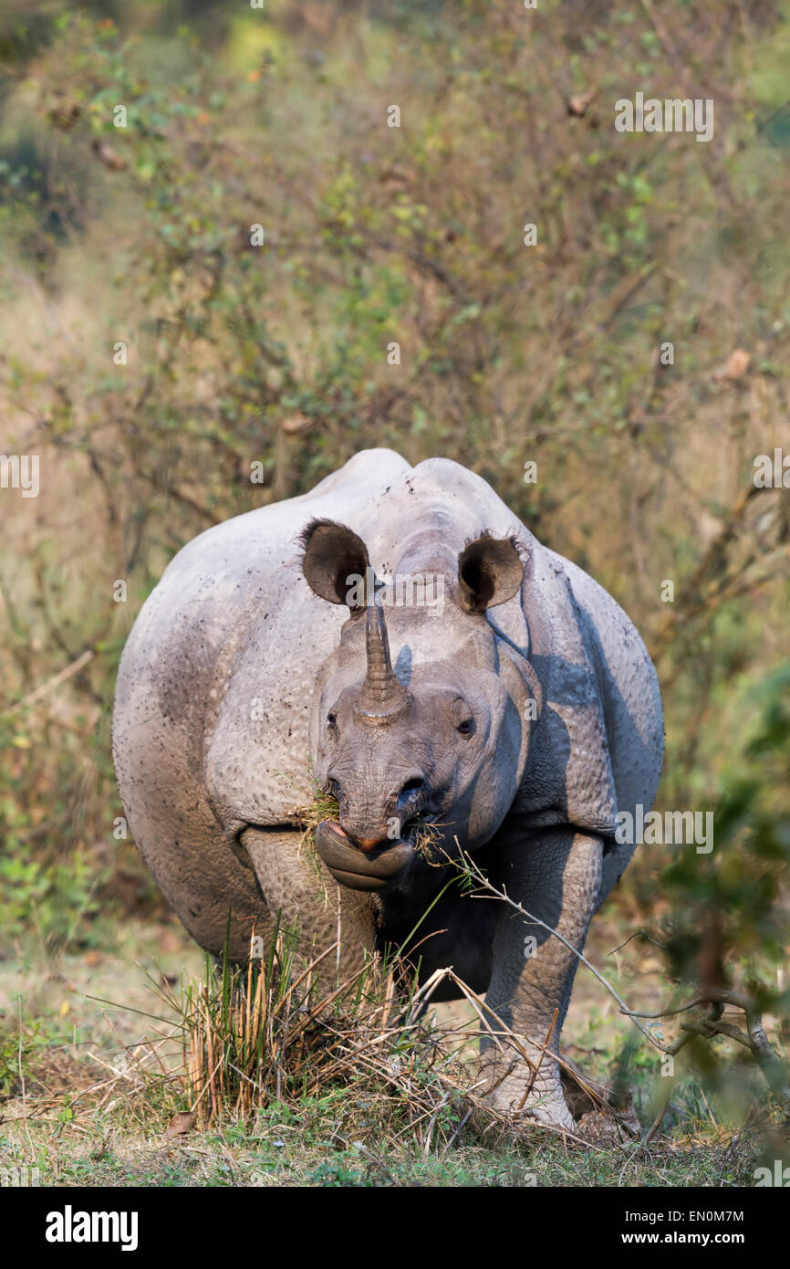 Disparition d'un rhinocéros unicornes ou Rhinoceros unicornis au parc national de Kaziranga, Assam, Inde Banque D'Images