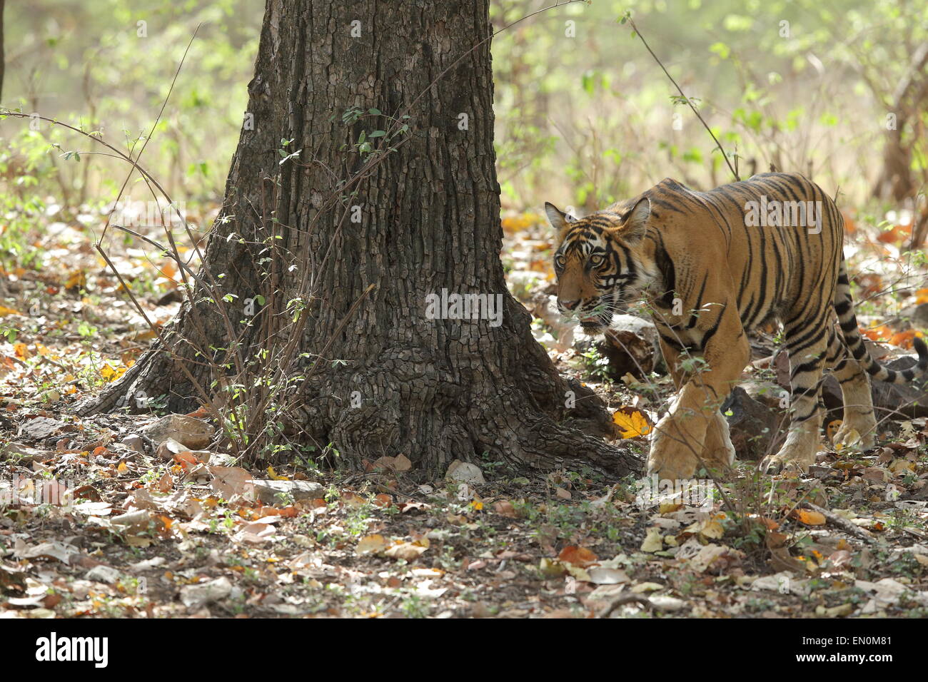 Tigresse avec oursons sur piste en forêt de Ranthambhore National Park Banque D'Images