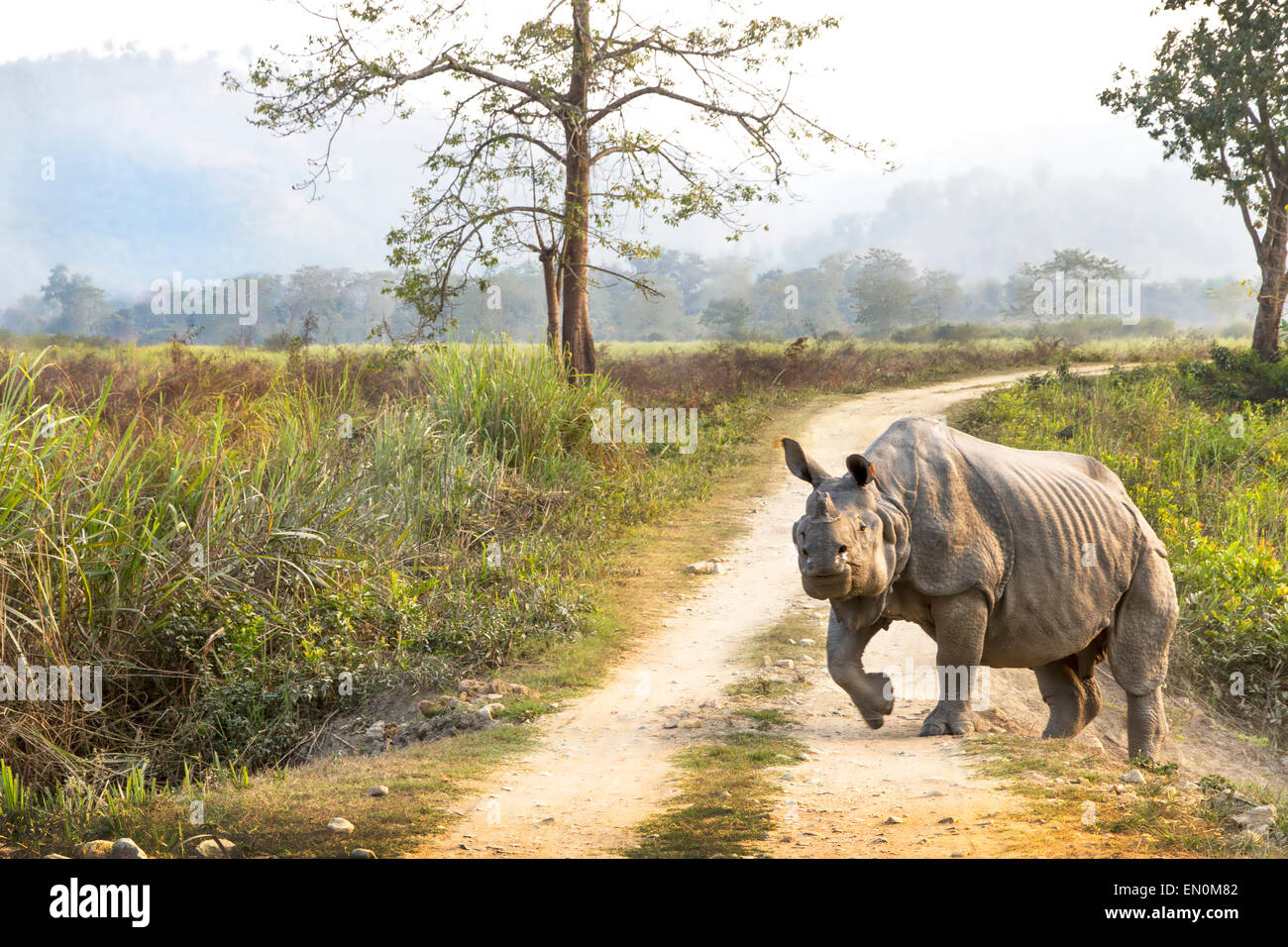 Disparition d'un rhinocéros unicornes ou Rhinoceros unicornis traversent la route au parc national de Kaziranga, Assam. Banque D'Images