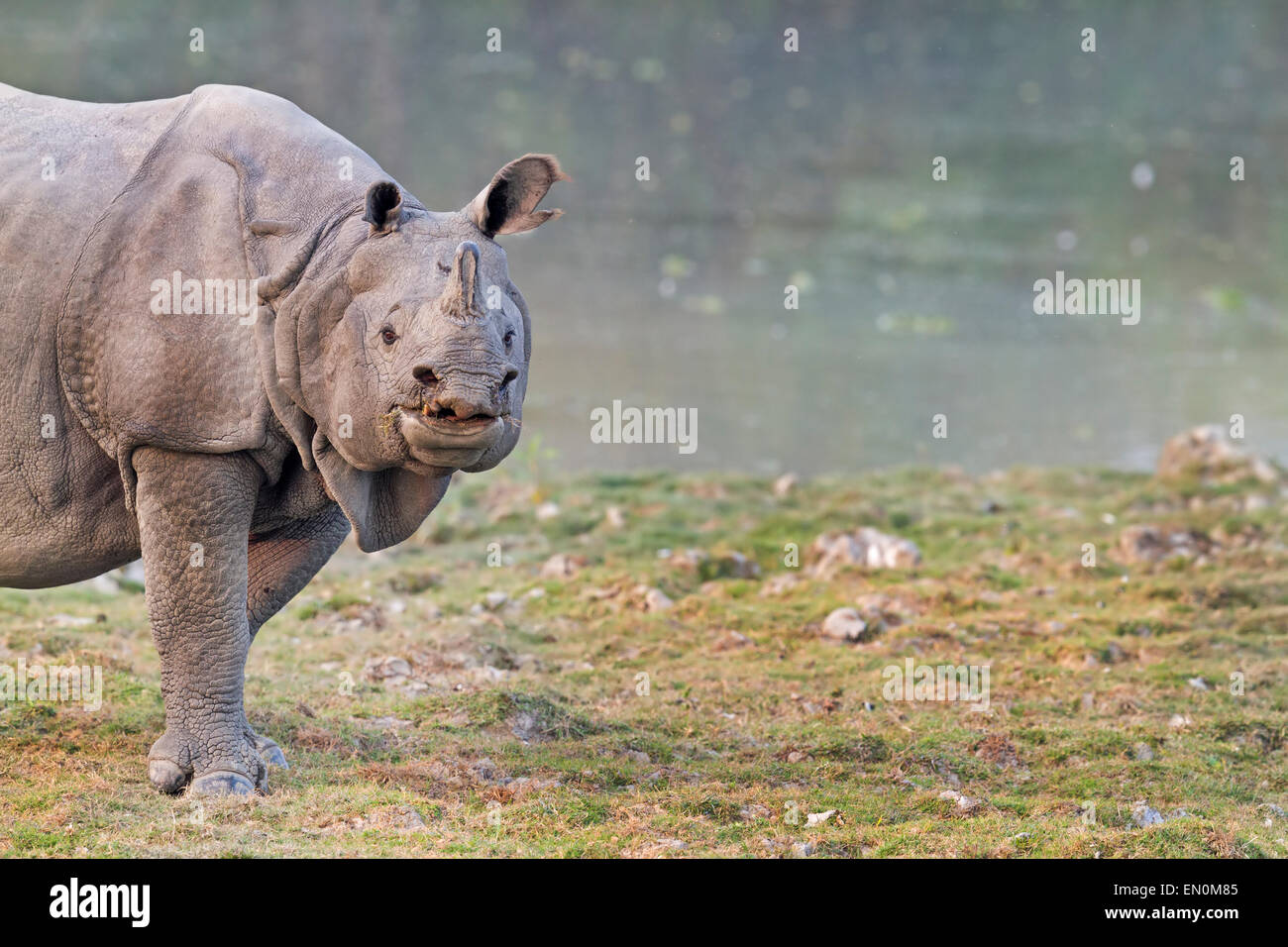 Disparition d'un rhinocéros unicornes ou Rhinoceros unicornis près de l'eau au parc national de Kaziranga, Assam. Banque D'Images