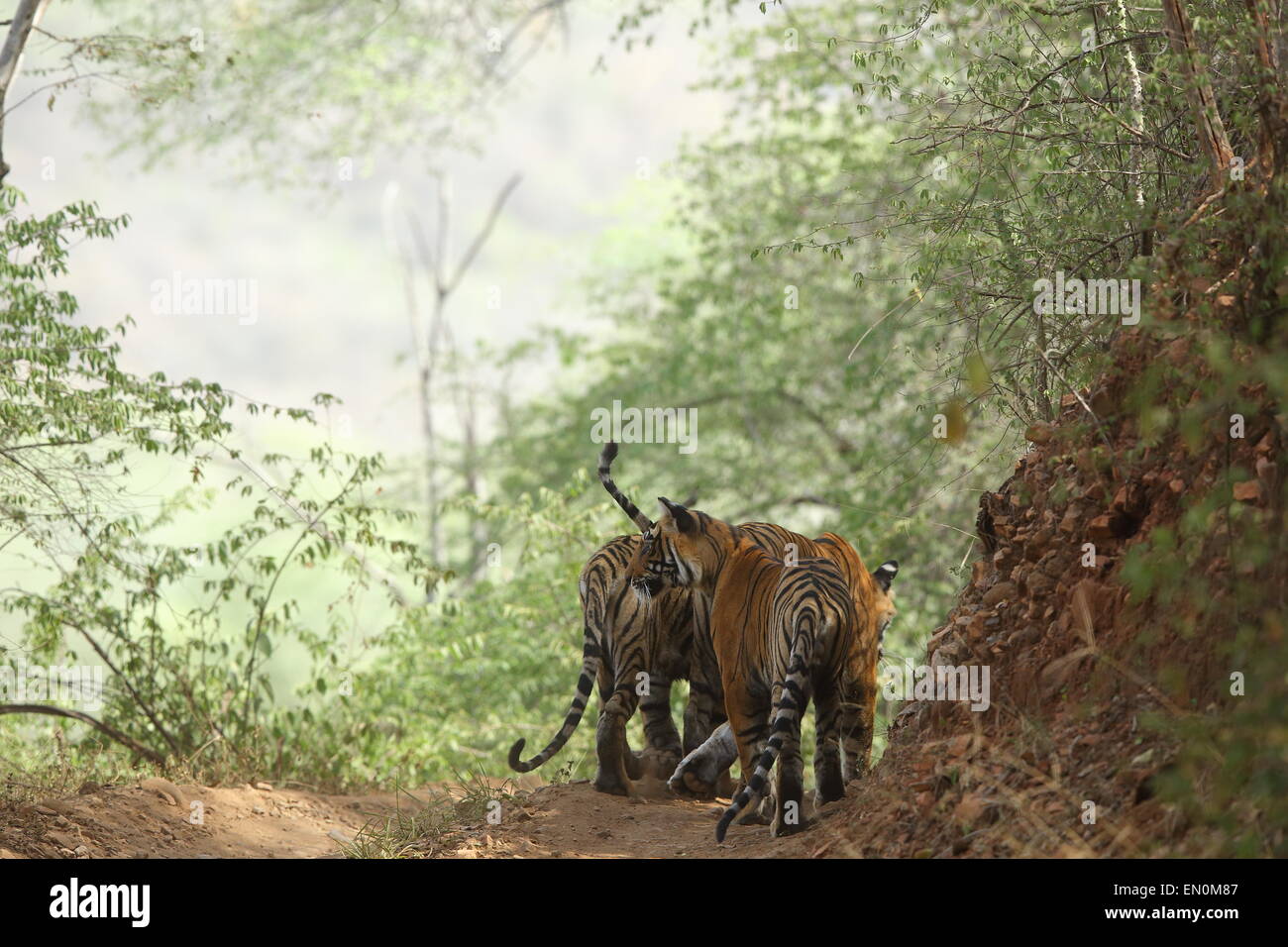 Tigresse avec oursons sur piste en forêt de Ranthambhore National Park Banque D'Images