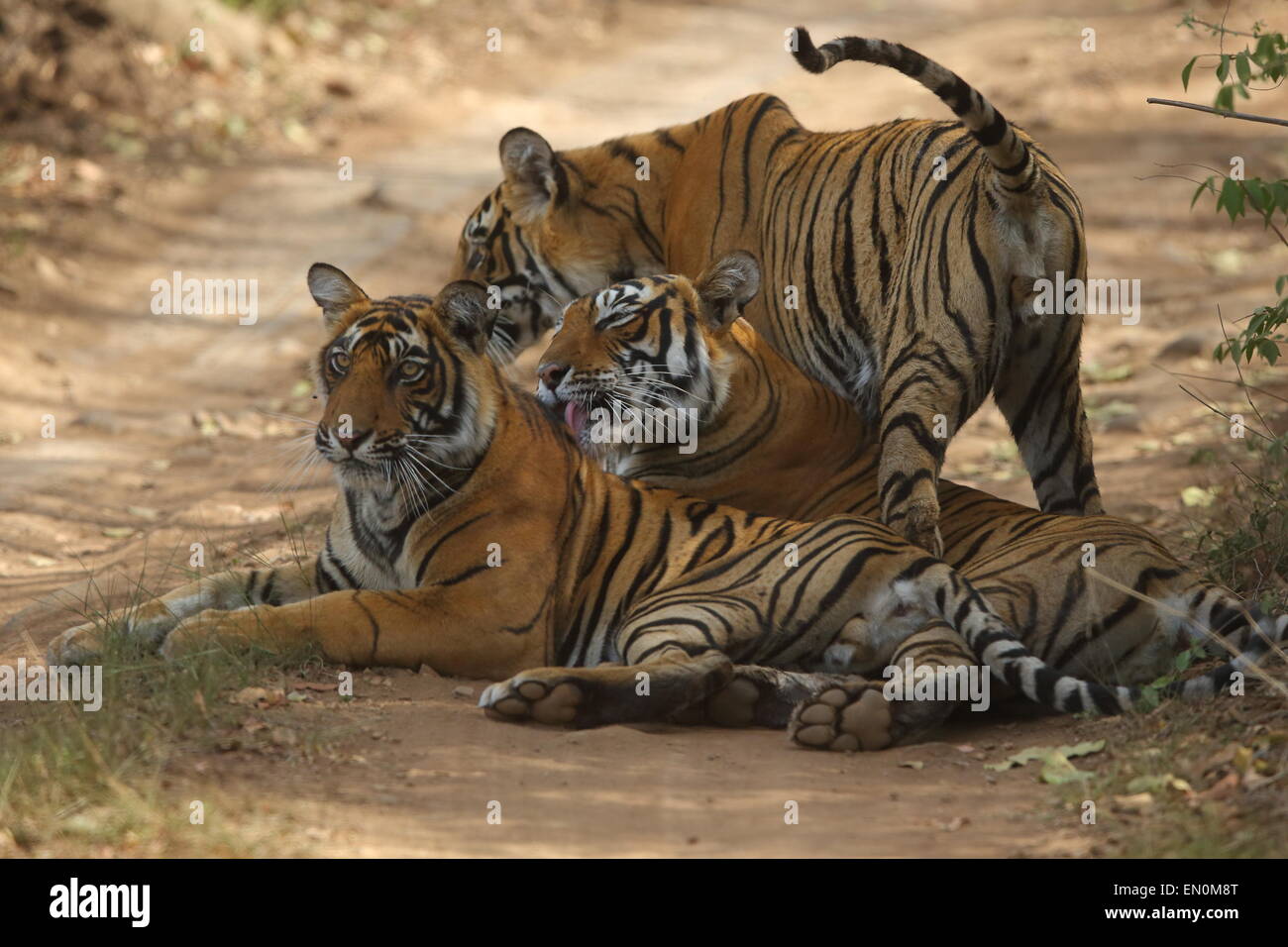 Tigre du Bengale Royal avec oursons assis sur la piste en forêt de Ranthambhore National Park au Rajasthan Banque D'Images