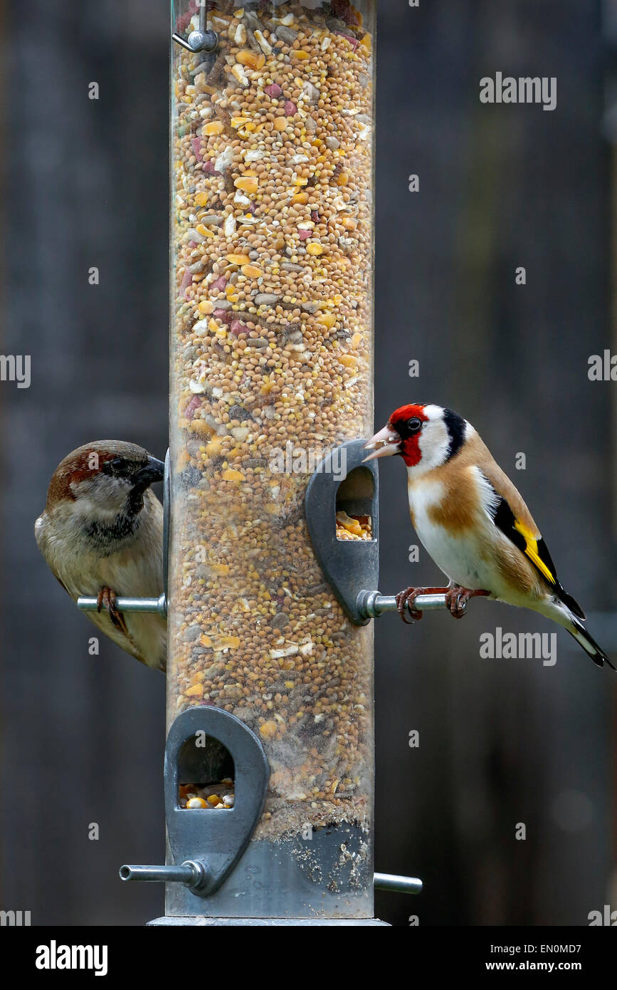 Le moineau domestique et le chardonneret sur une station de distribution de semences de jardin, Ecosse Banque D'Images