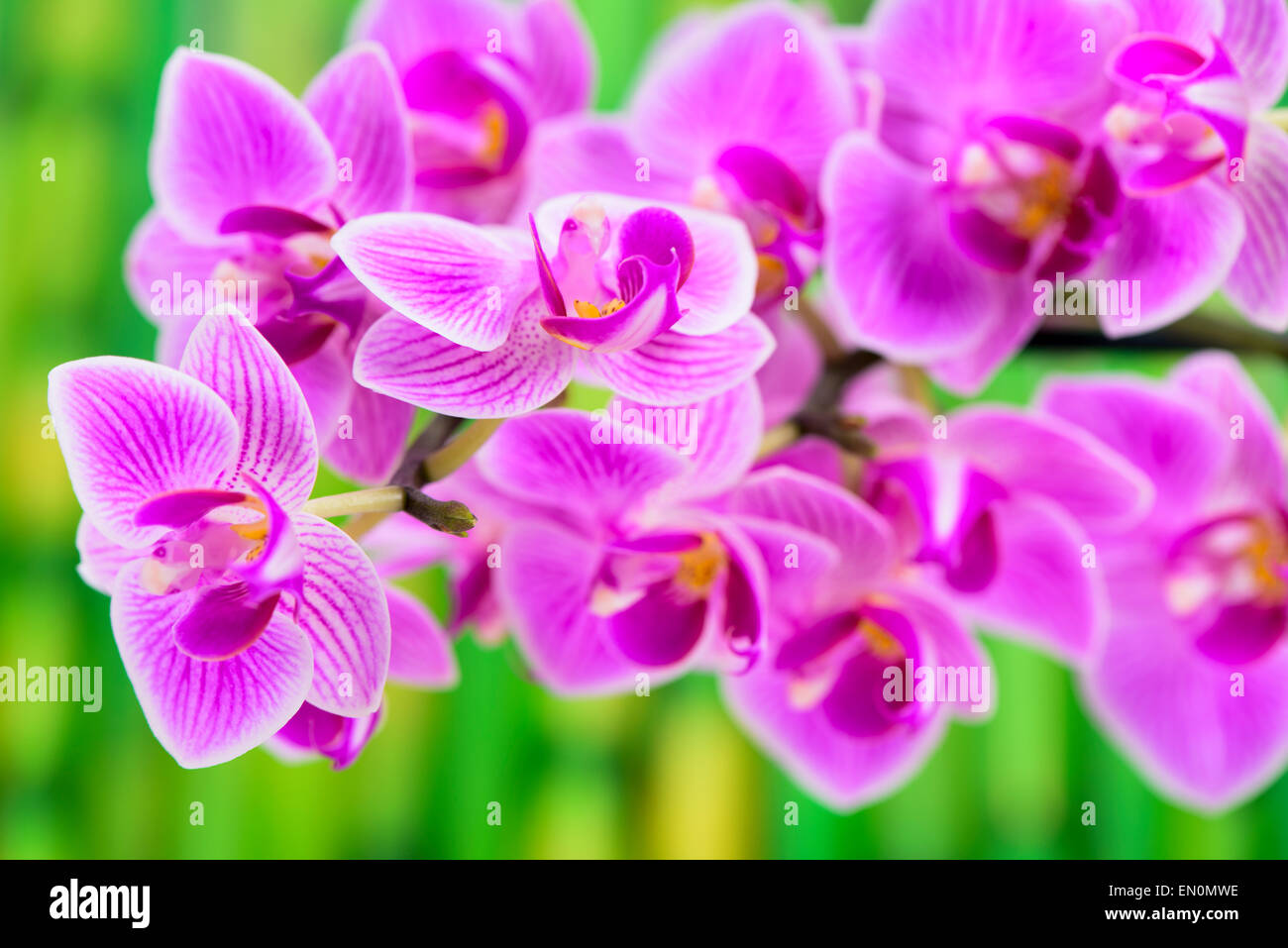 Jardin zen japonais avec le feng shui et orchidée, fleur Banque D'Images