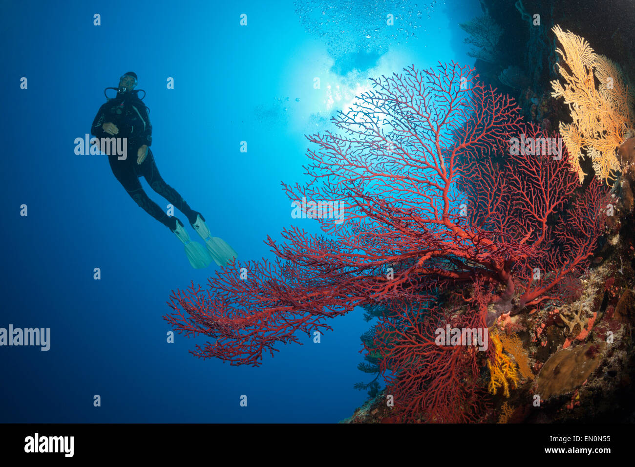 Plongée sous marine sur les récifs coralliens, Osprey Reef, Mer de Corail, Australie Banque D'Images