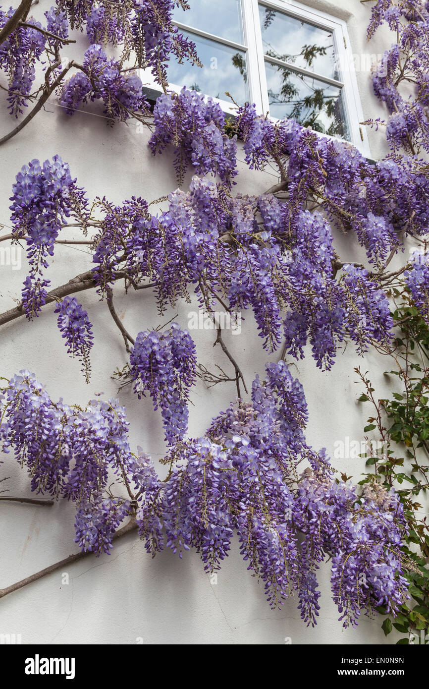 Glycine en fleurs fleurs de couleur lavande sur le côté de la Chambre au printemps Banque D'Images