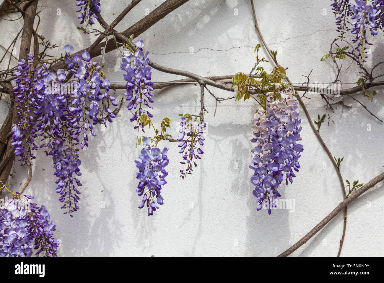 Glycine en fleurs fleurs de couleur lavande sur le côté de la Chambre au printemps Banque D'Images