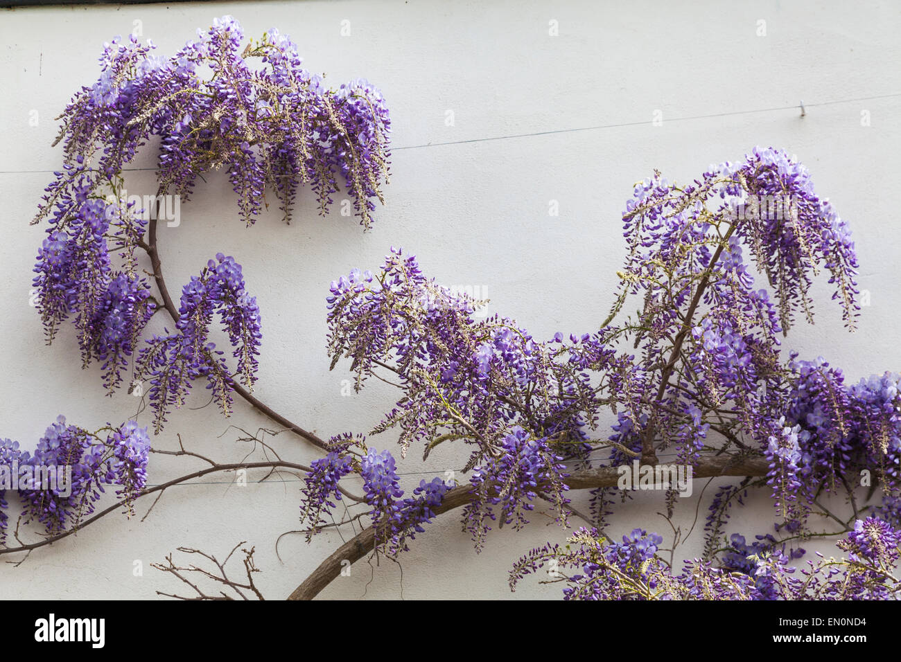 Glycine en fleurs fleurs de couleur lavande sur le côté de la Chambre au printemps Banque D'Images