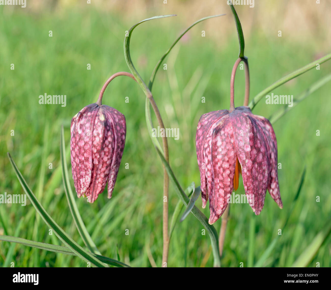 Tête du serpent Fritillary - Fritillaria meleagris deux fleurs Banque D'Images