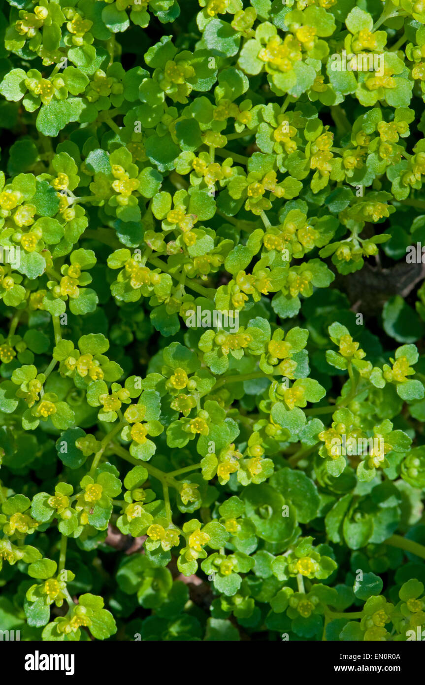 Golden-Saxifrage à feuilles opposées Banque D'Images