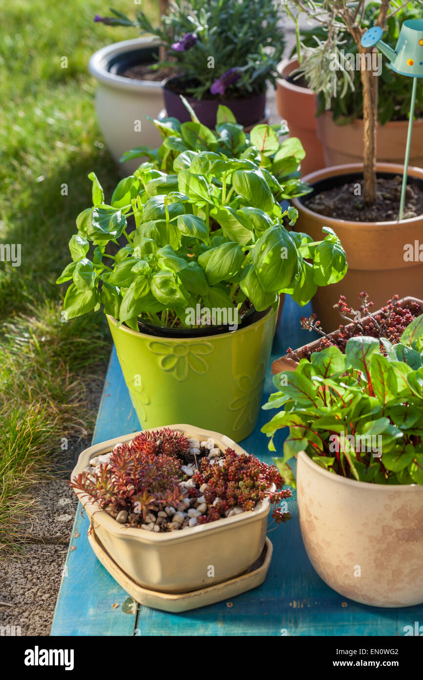 Pots de fleurs en plein air pour petit jardin, patio ou terrasse Banque D'Images